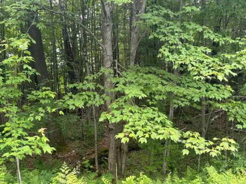 Island Pond Wooded Lot Opportunity