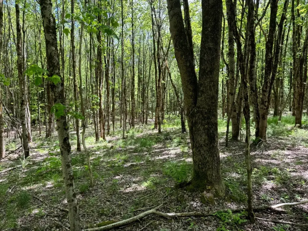 Picture 9