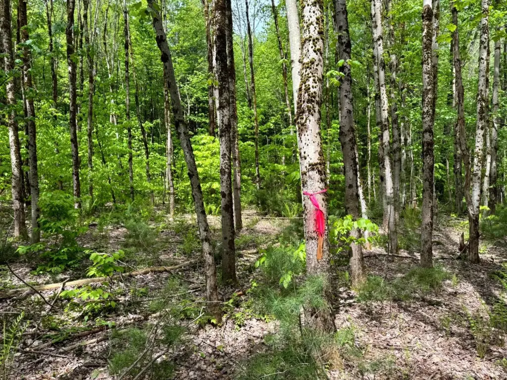 Picture 18