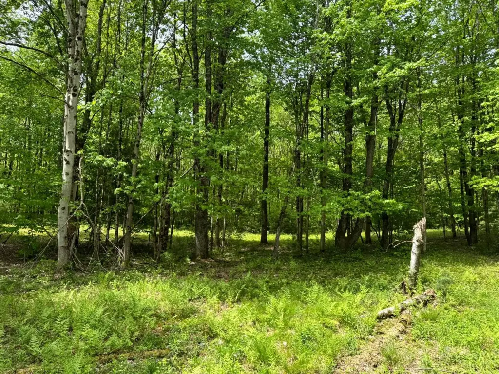 Picture 5