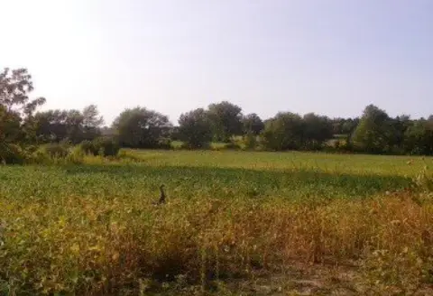 Monee Land with Creek