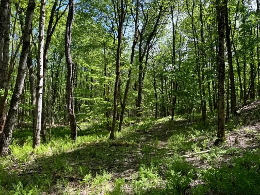 Picture 8