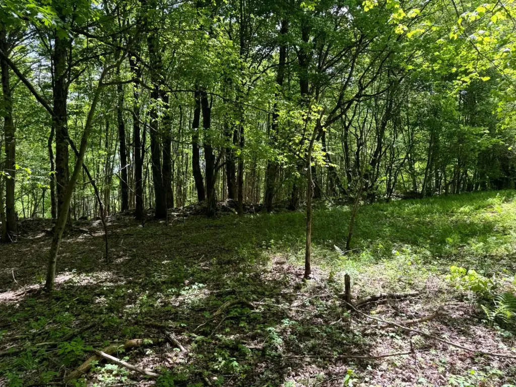 Picture 15