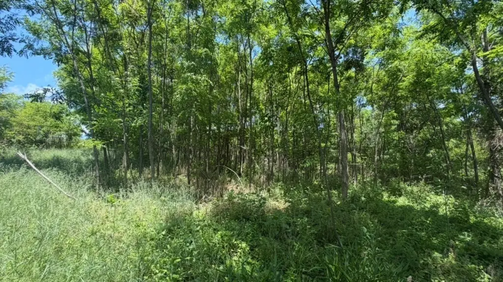 Picture 5
