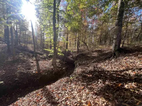 Pine Bluff Hunting Land Opportunity