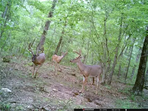 Recreational Land Bordering National Forest