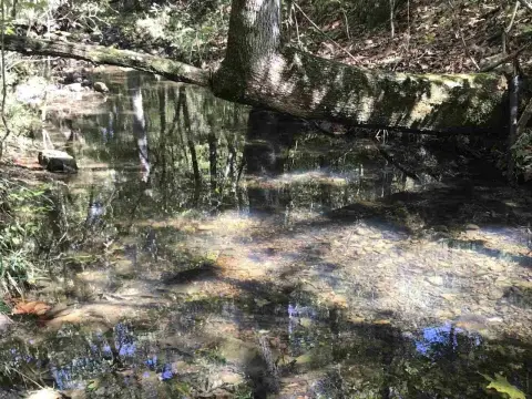 96 Acres Hunting and Recreational