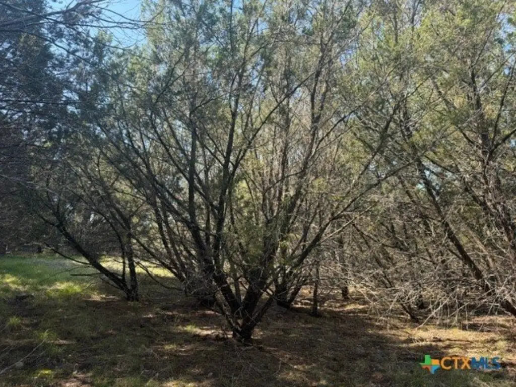 Picture 21
