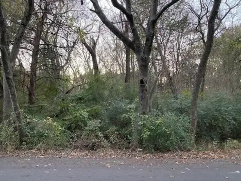 Heavily Treed Lot in Duncanville