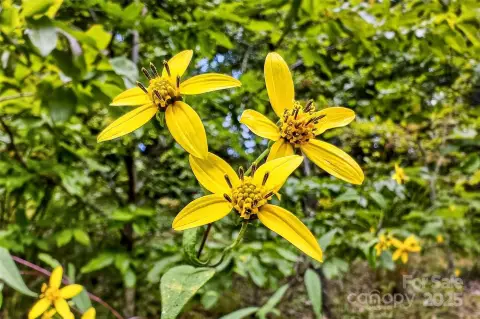 Black Mountain Buildable Lot