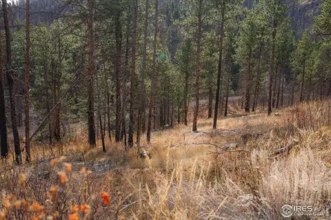 Serene Colorado Mountain Land