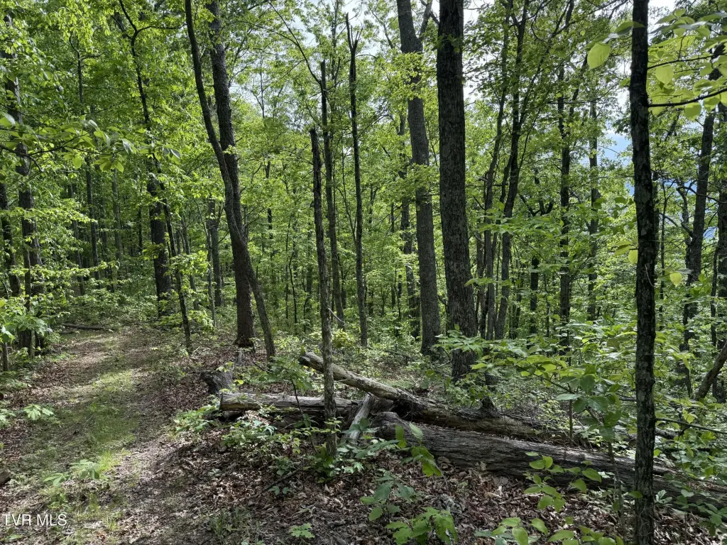 Picture 38