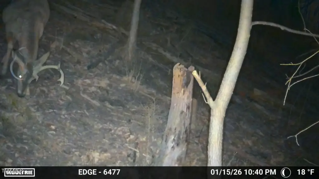 Picture 17