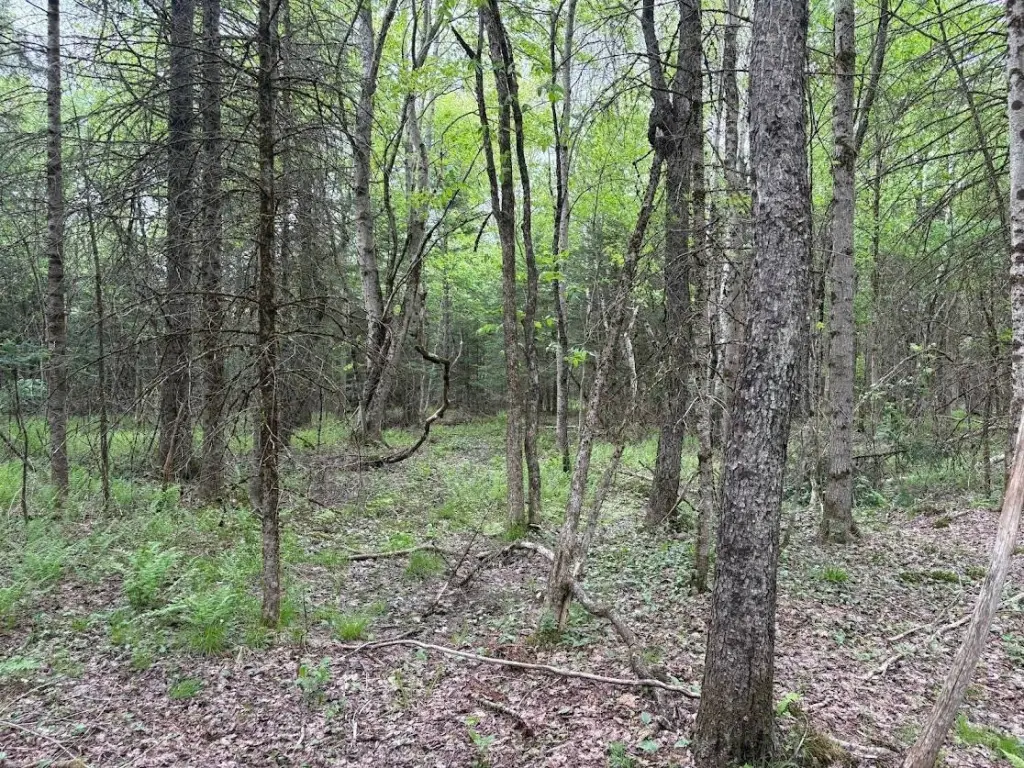 Picture 8