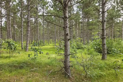 Wooded Recreational Land Homesite