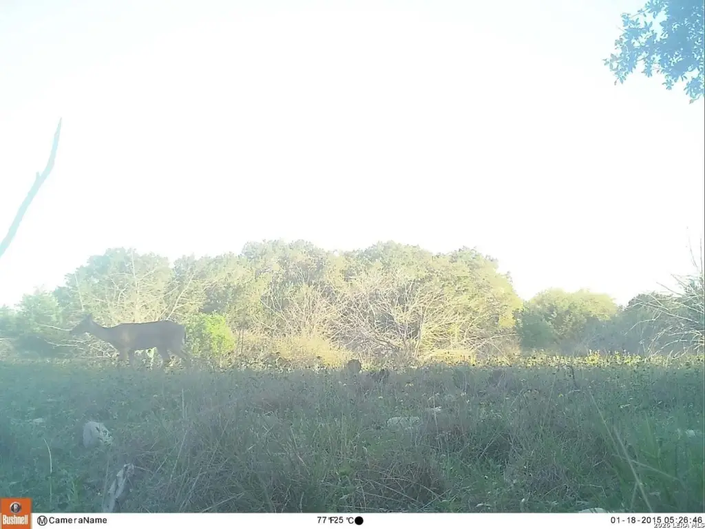 Picture 13