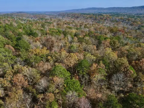 40 Acres Wooded Land