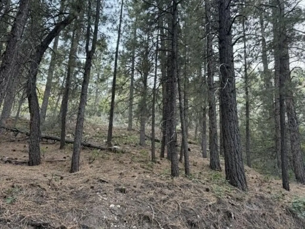 Picture 5