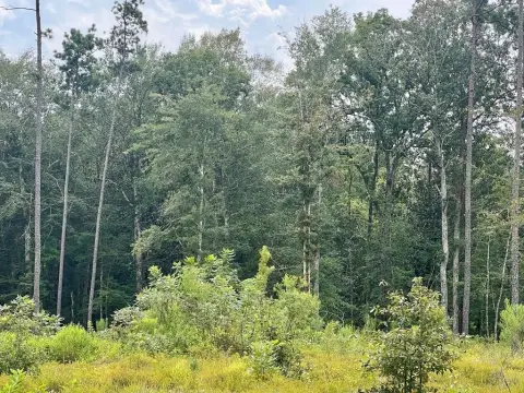 Undeveloped Land Near Big Thicket
