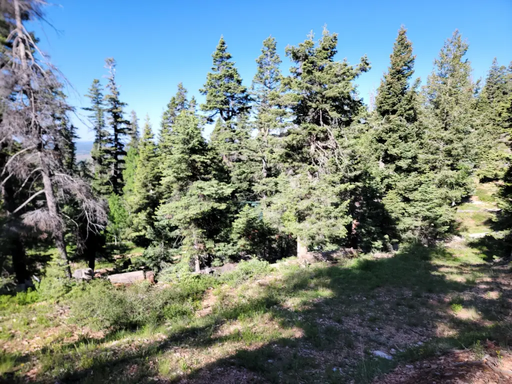 Picture 6