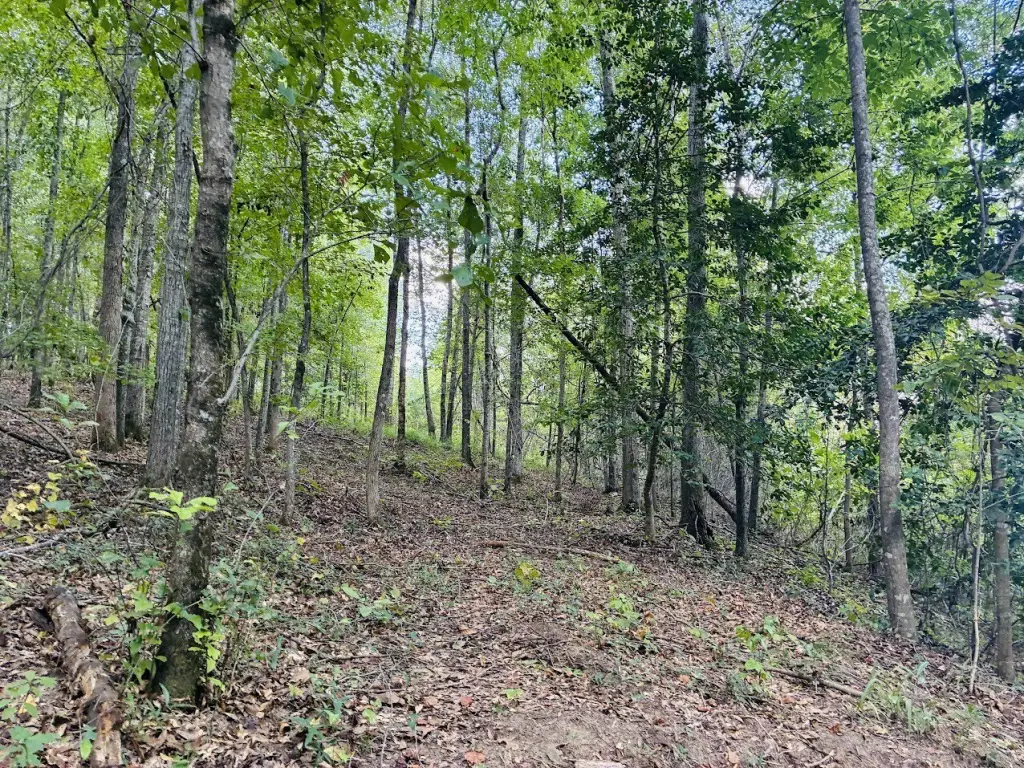 Picture 45