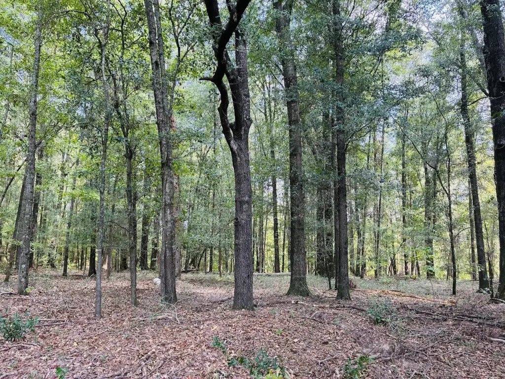 Picture 31