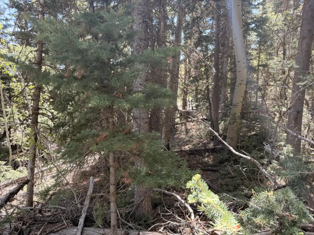 Picture 17