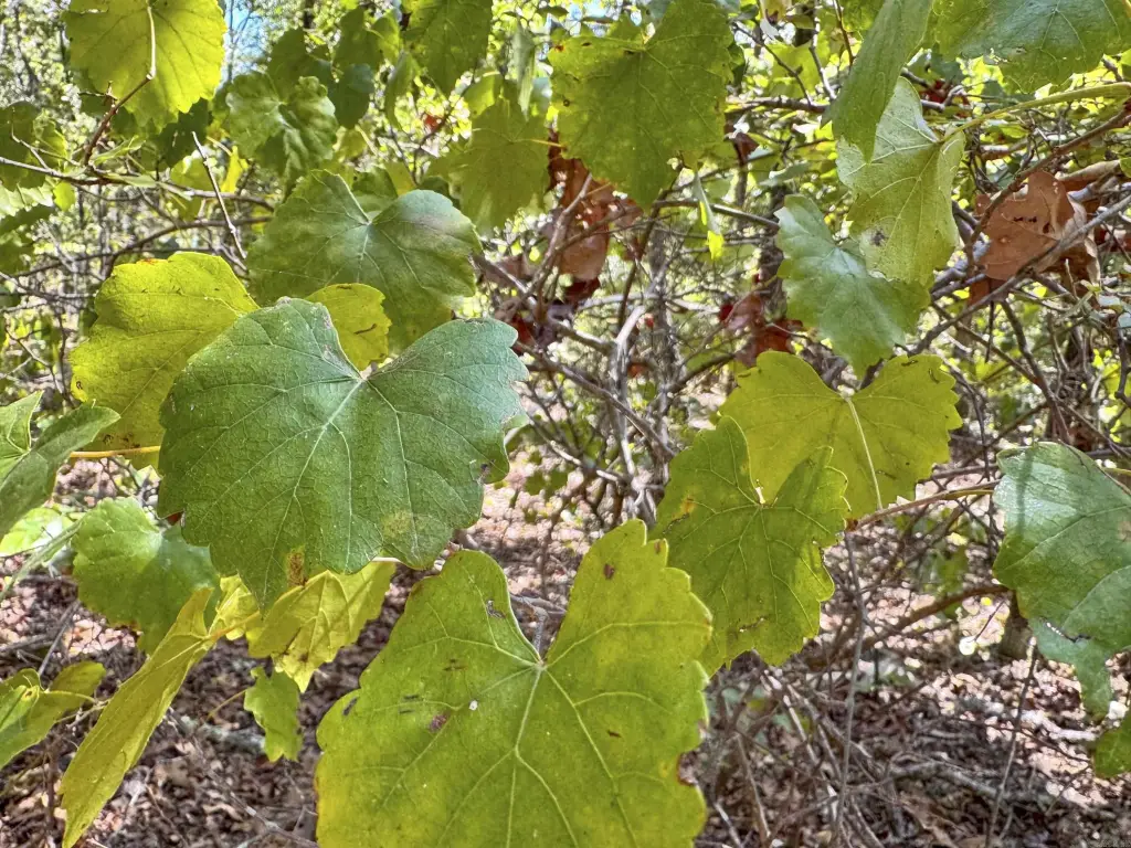 Picture 24