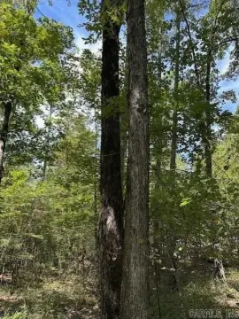 Hardwood Timberland Parcel