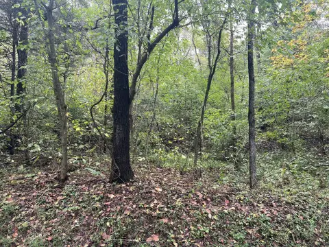 Wooded Acreage Near Lexington & Buena