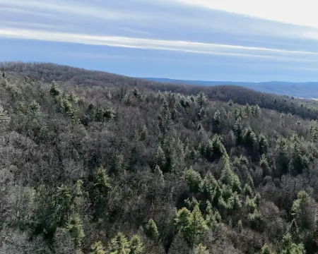 Secluded Forested Land with Utilities