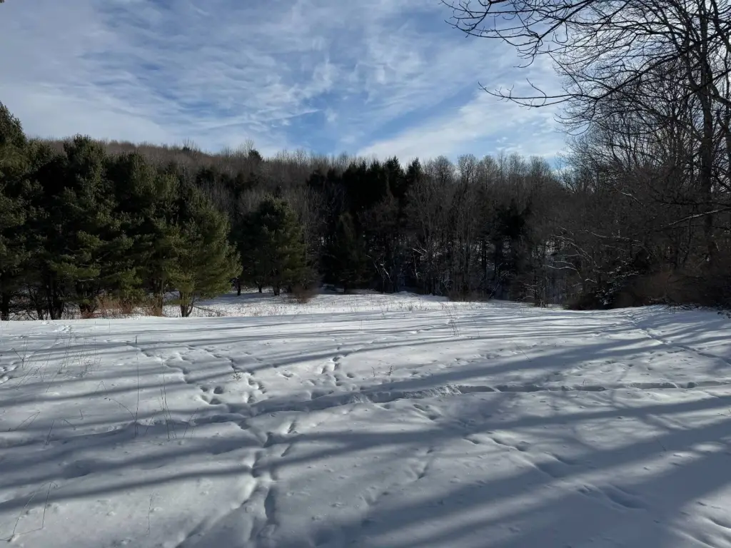 Picture 11