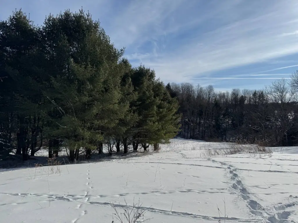 Picture 18