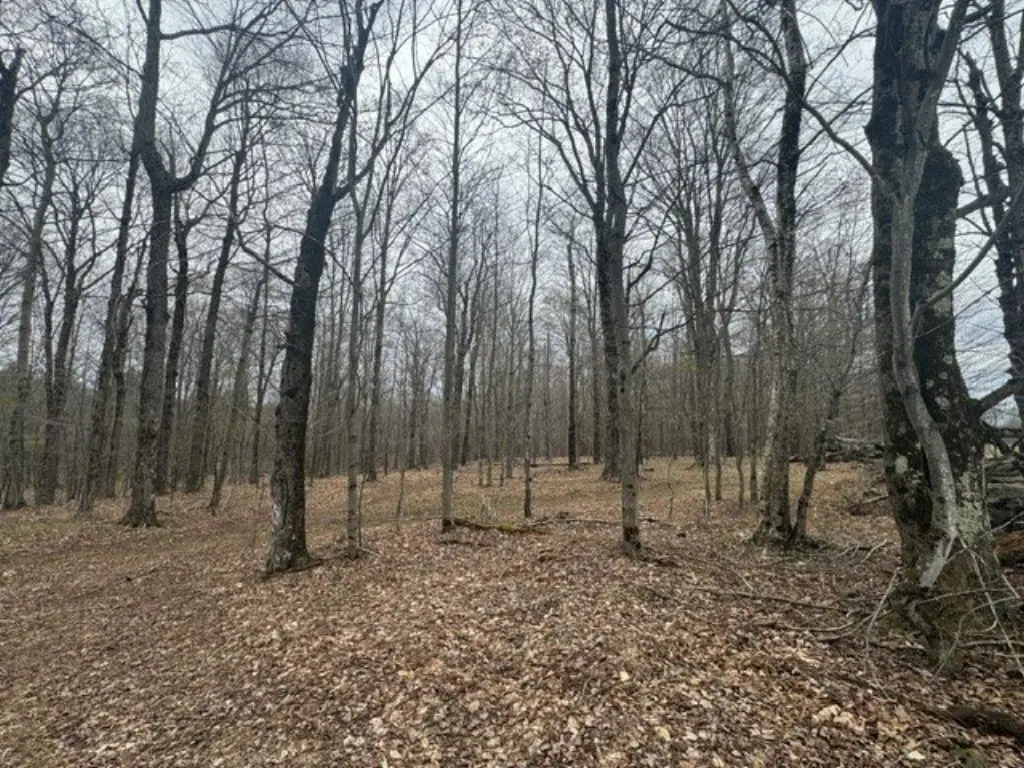 Picture 12