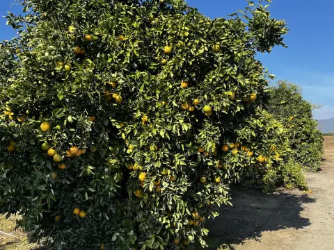 Woodlake Agricultural Land with Navels