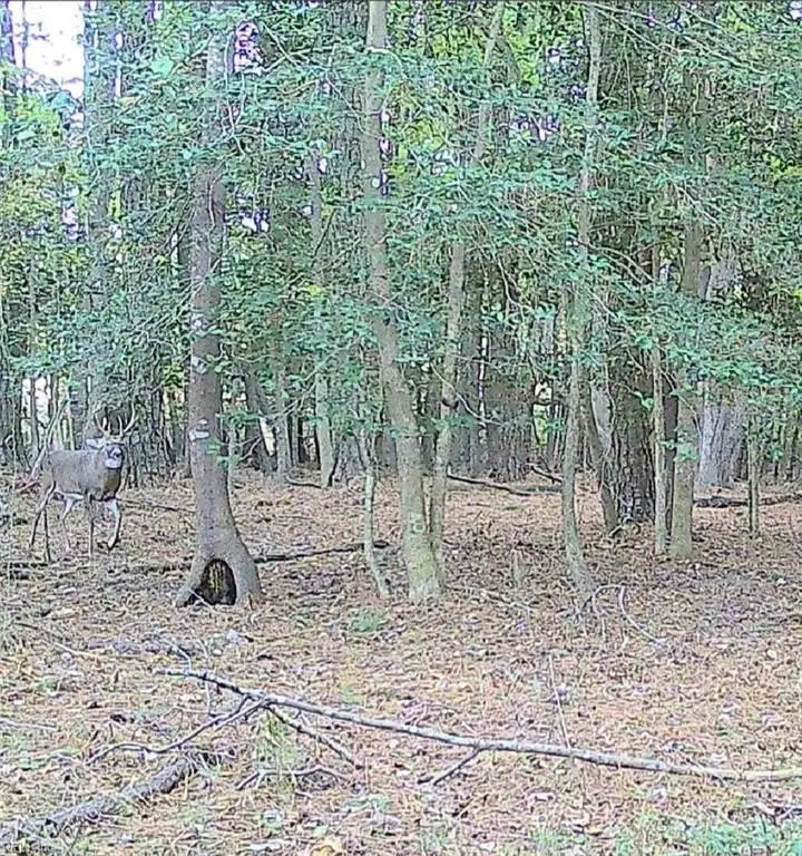 Picture 3