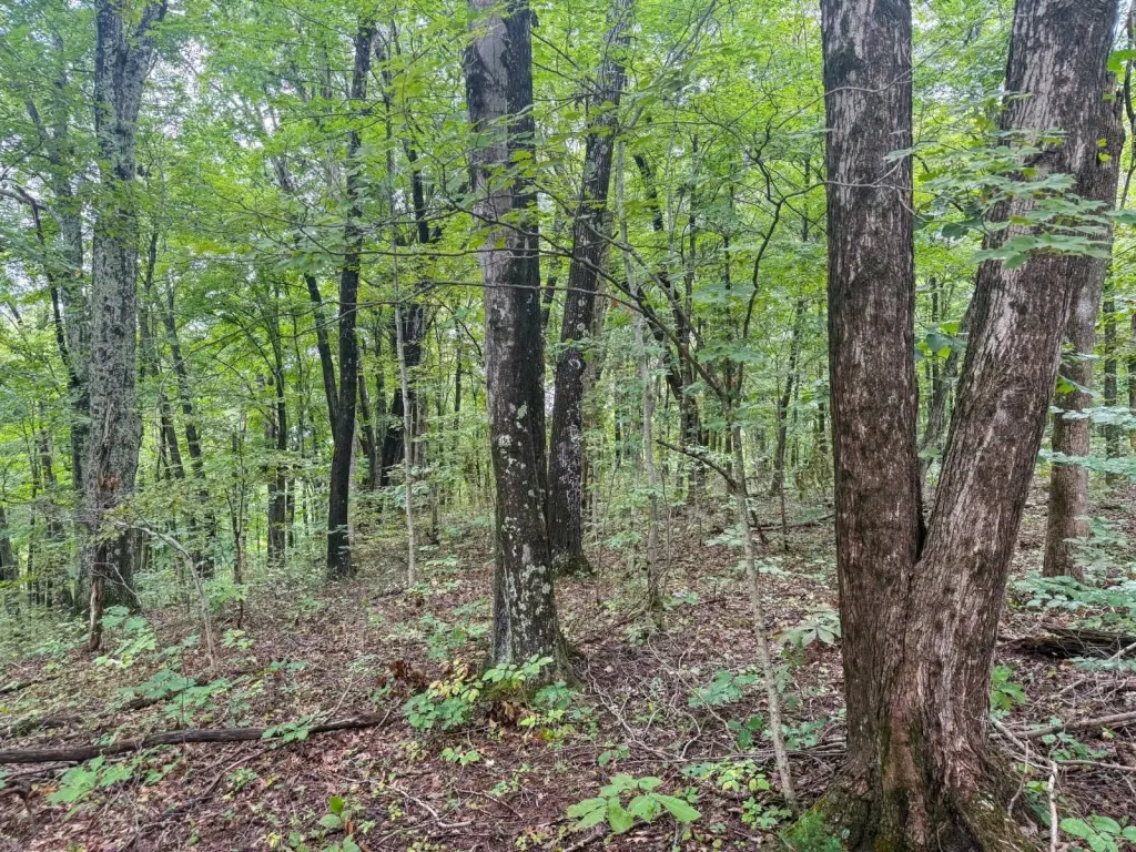 Picture 45