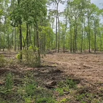 East Texas Land Near Neches