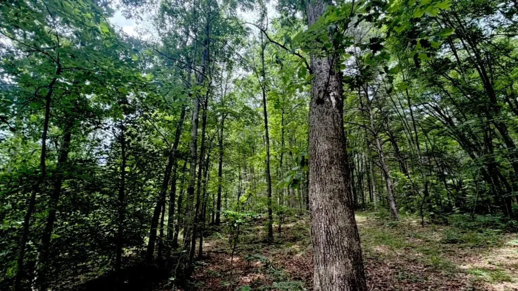 Picture 31