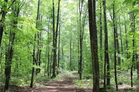 Timber Hunting Tract with Internal Roads