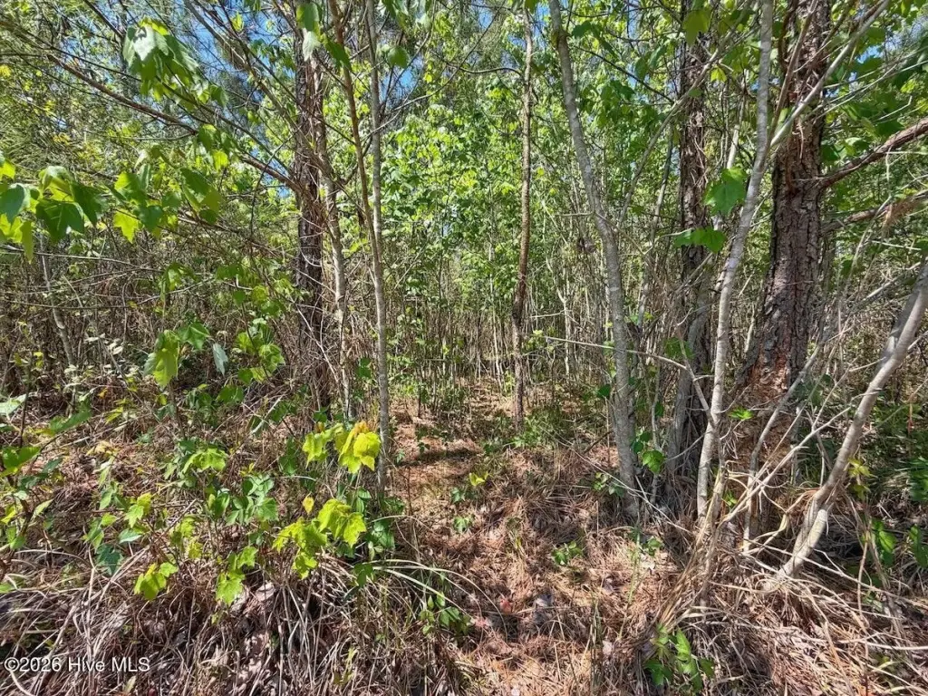 Picture 29
