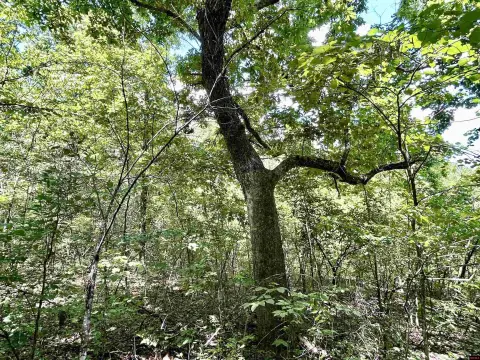 Unrestricted Wooded Land Near Rivers