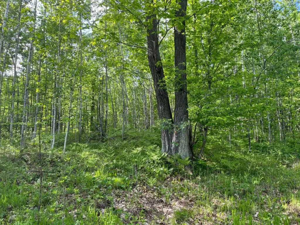 Picture 17