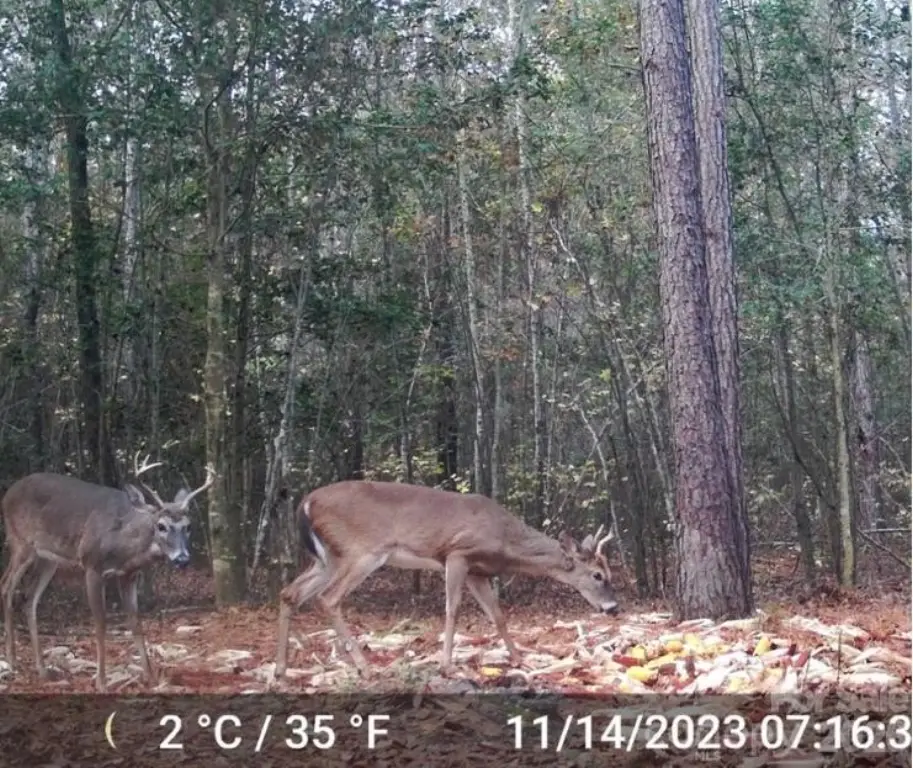 Picture 4