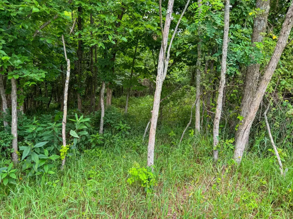 Picture 59