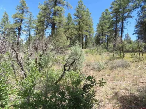 Pagosa Springs Residential Land