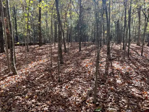 Wooded Lot Near Bull Shoals