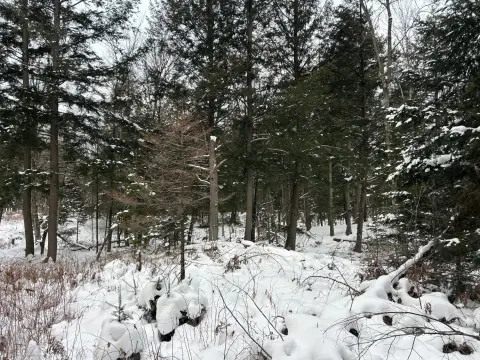 Land Near Pelican Lake, WI