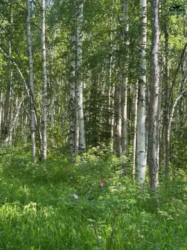 Untouched Alaskan Land Parcel