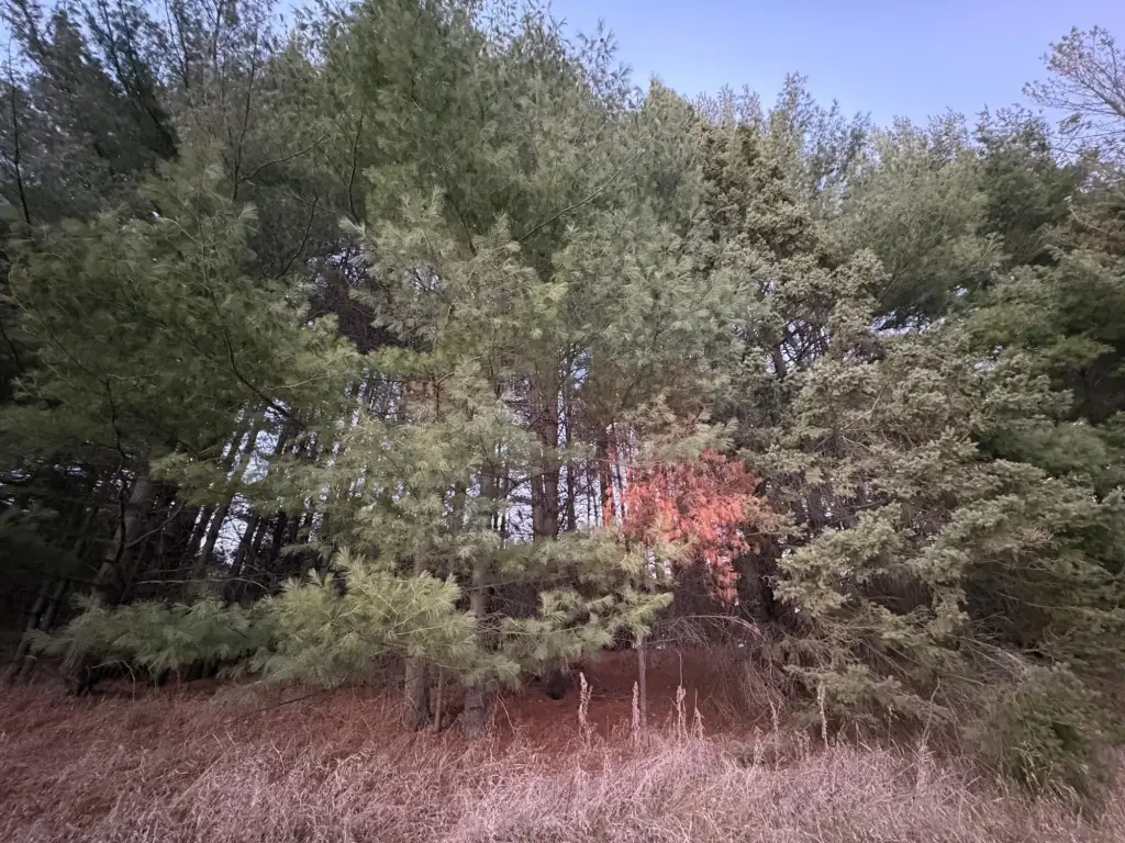 Picture 6